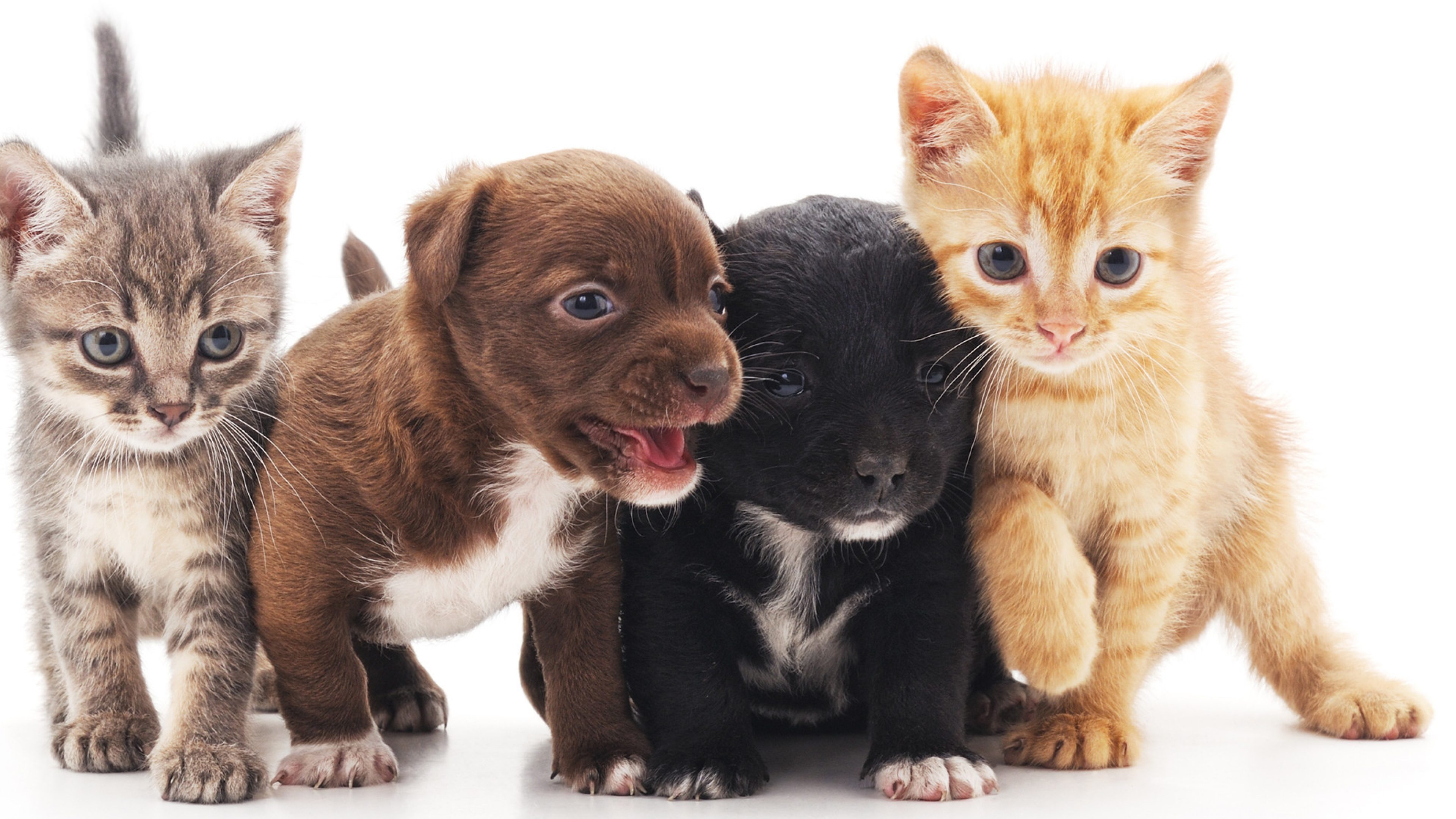 tierversicherung-katzen-und-hunde-header